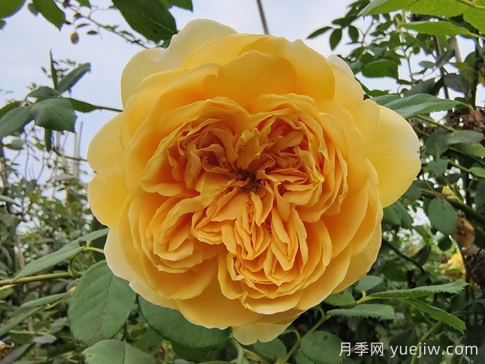 分享十二款亮眼的黄色系月季品种(图4)