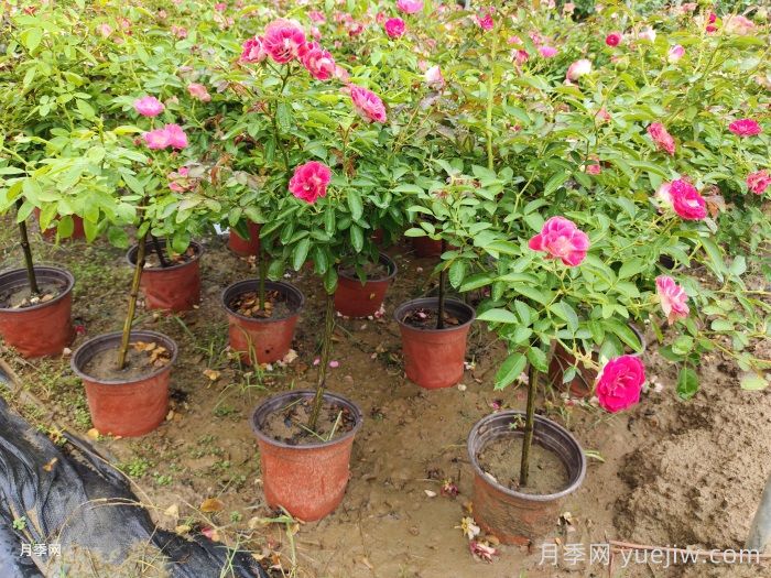 封闭阳台养月季并不难，你要做好五件事(图2)