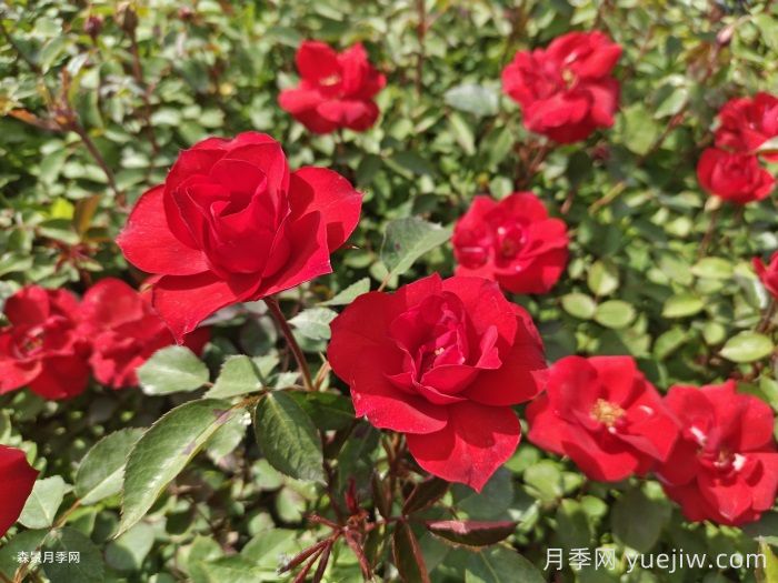 北京红月季，国月园林丰花月季推荐(图1)