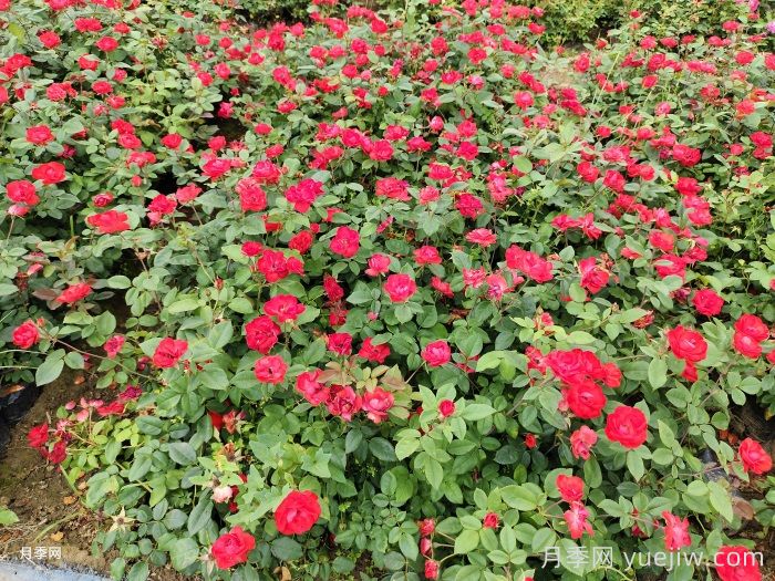 北京红月季，国月园林丰花月季推荐(图2)