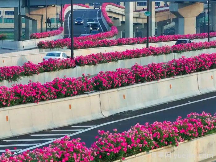 杭州高架月季绽放时，一路花开一路美景 (图1)