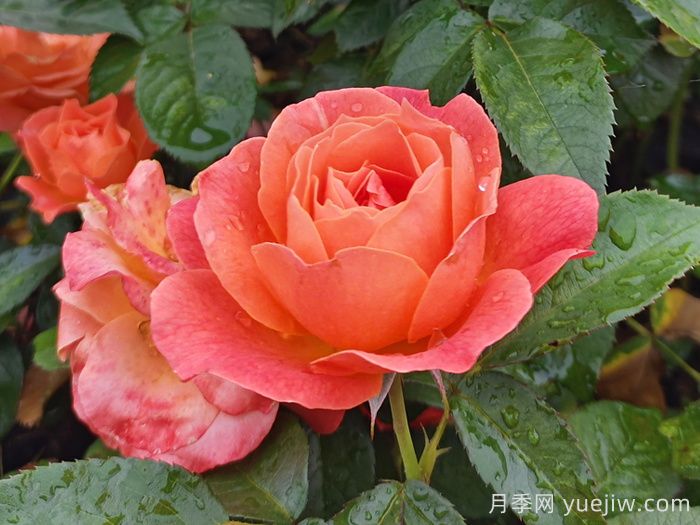 杭州高架月季绽放时，一路花开一路美景 (图2)