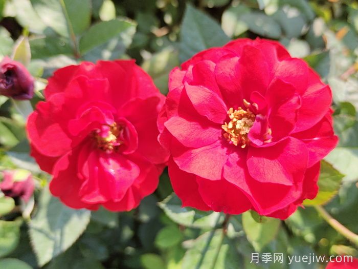 杭州高架月季绽放时，一路花开一路美景 (图3)