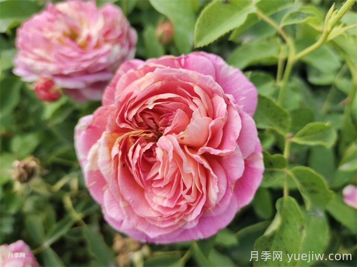 月季6大种类及代表品种(图6)