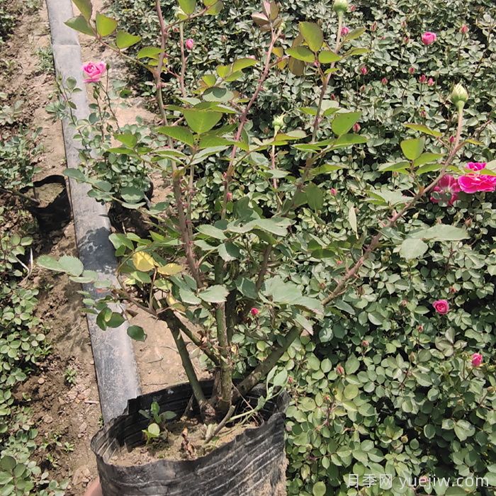 月季如何度过炎热的夏天？(图2)