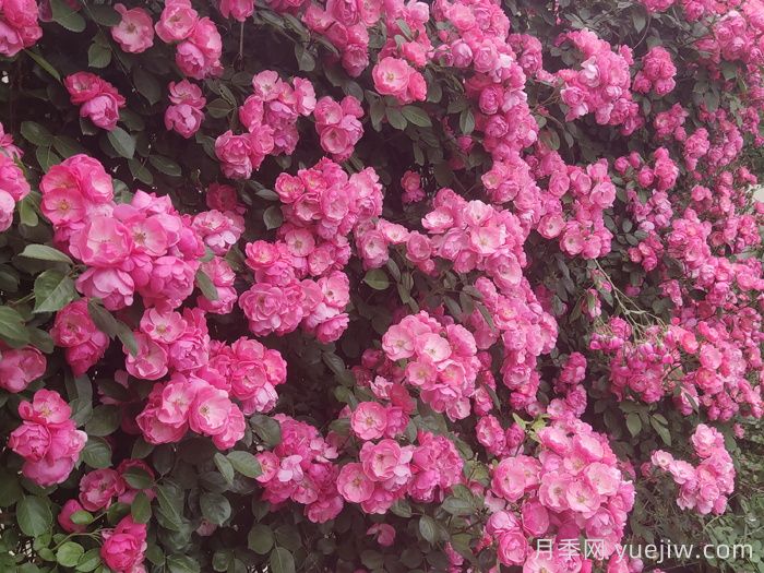 藤本月季的优势，爬满围墙就开花(图1)