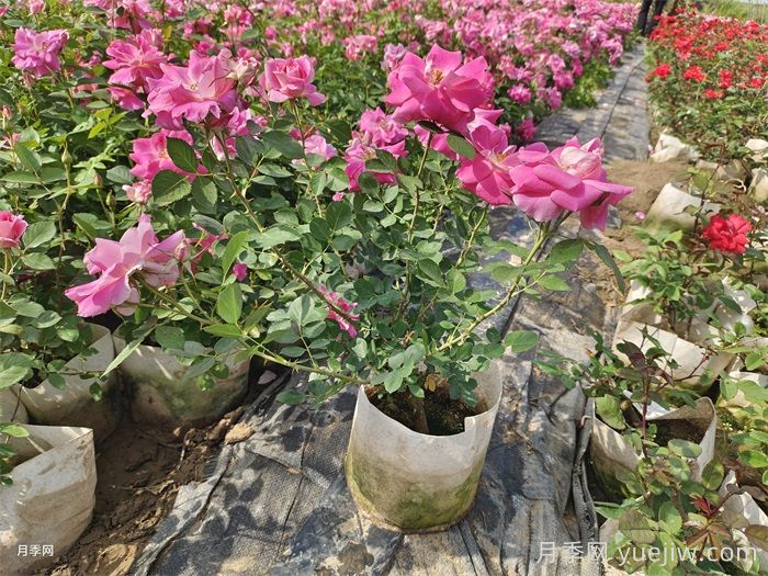 夏天打造月季小苗圆润株型(图2)
