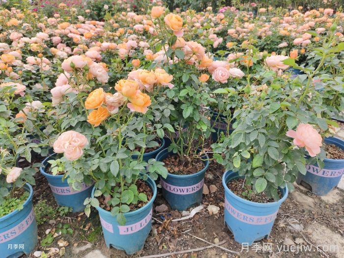 夏天打造月季小苗圆润株型(图3)