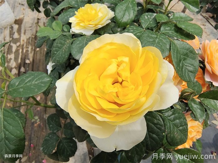 推荐10种值得拥有的网红月季品种(图3)