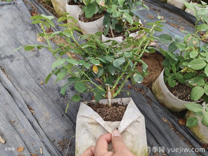 夏季月季，还在好好生长吗？(图1)