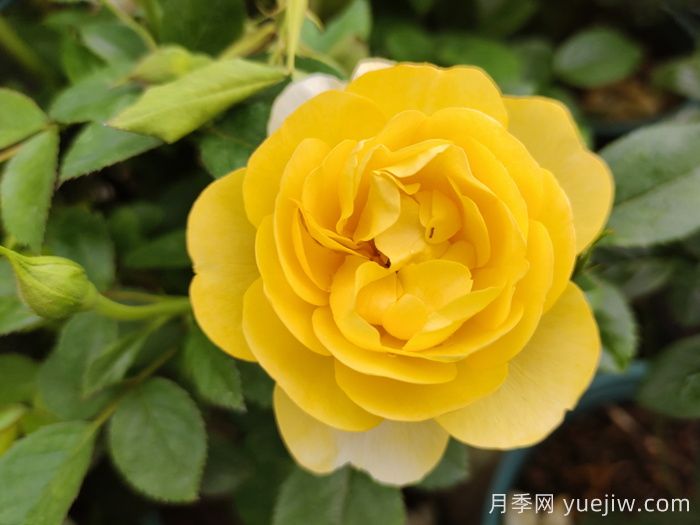 最受花友们喜爱的经典黄色系月季品种推荐(图5)
