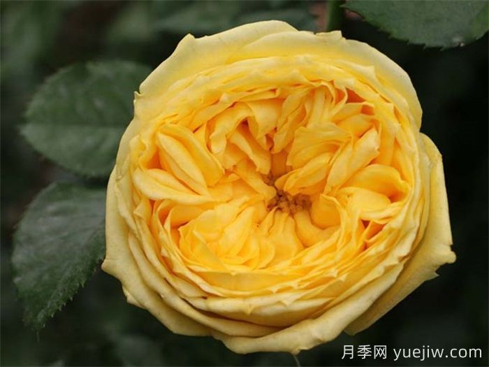 最受花友们喜爱的经典黄色系月季品种推荐(图2)