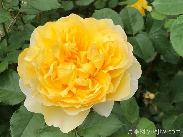 最受花友们喜爱的经典黄色系月季品种推荐(图3)