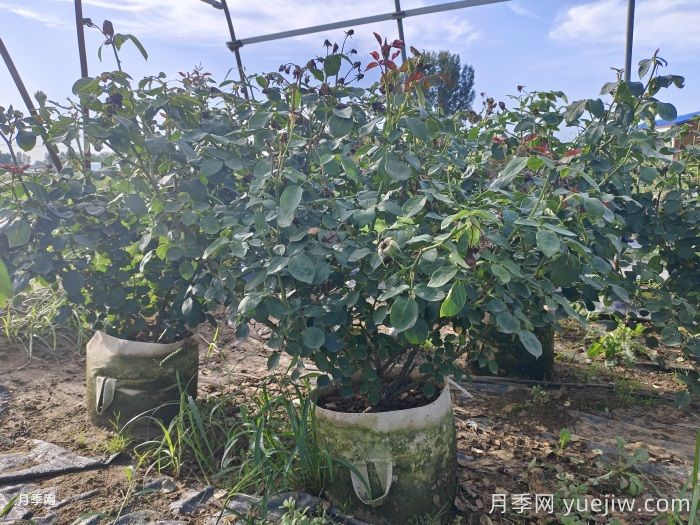 盆栽月季如何顺利度过三伏天？这些保命小妙招要学会(图1)