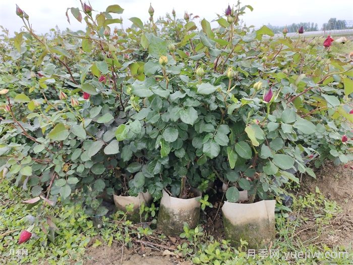 夏季月季养护五要点，轻松应对高温花期翻倍(图2)