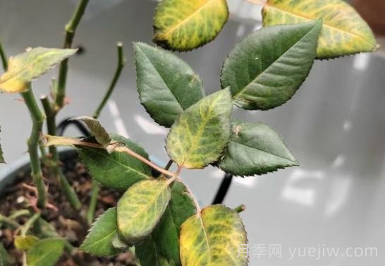 总结,9种月季黄叶症状及解决方法(图1) 总结,9种月季黄叶症状及解决方法(图1)