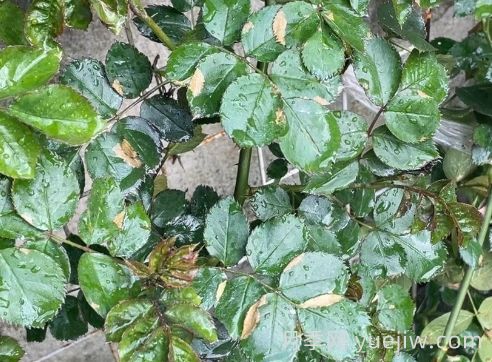 总结,9种月季黄叶症状及解决方法(图2) 总结,9种月季黄叶症状及解决方法(图2)