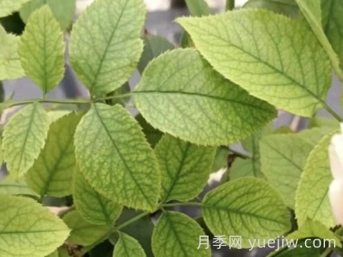 总结,9种月季黄叶症状及解决方法(图3) 总结,9种月季黄叶症状及解决方法(图3)