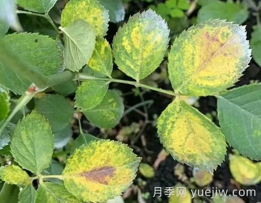 总结,9种月季黄叶症状及解决方法(图4) 总结,9种月季黄叶症状及解决方法(图4)