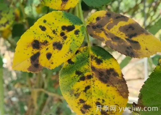 总结,9种月季黄叶症状及解决方法(图5) 总结,9种月季黄叶症状及解决方法(图5)