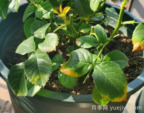 水黄与肥害分不清？7种月季常见黄叶症状(图2)