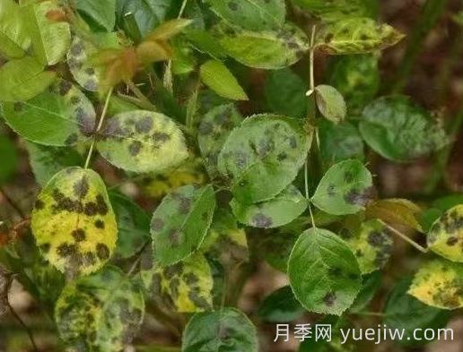 水黄与肥害分不清？7种月季常见黄叶症状(图4)