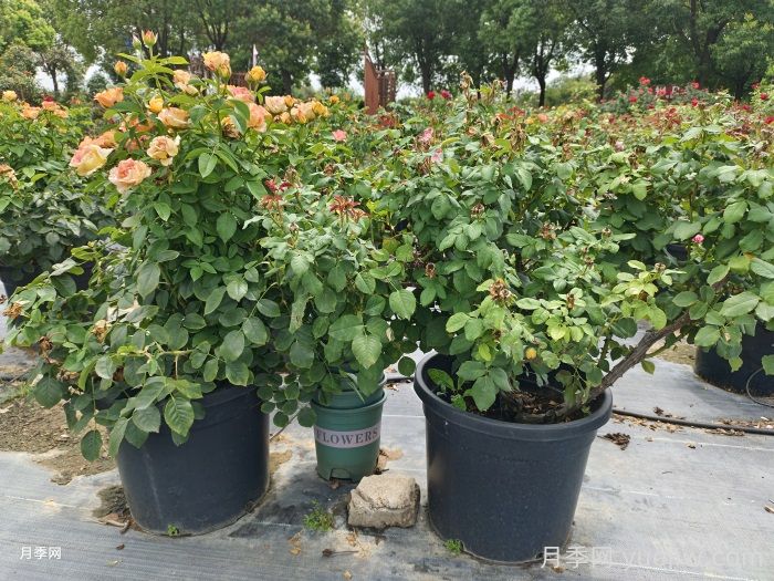 月季夏季养护指南：轻松应对高温，花开依旧灿烂(图1)