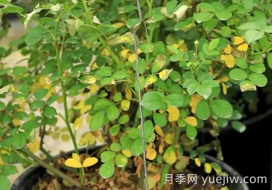 夏季暴晒的天气里，教你的月季平安度夏(图3)