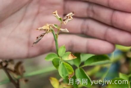 月季被高温烫伤了怎么办？(图1)