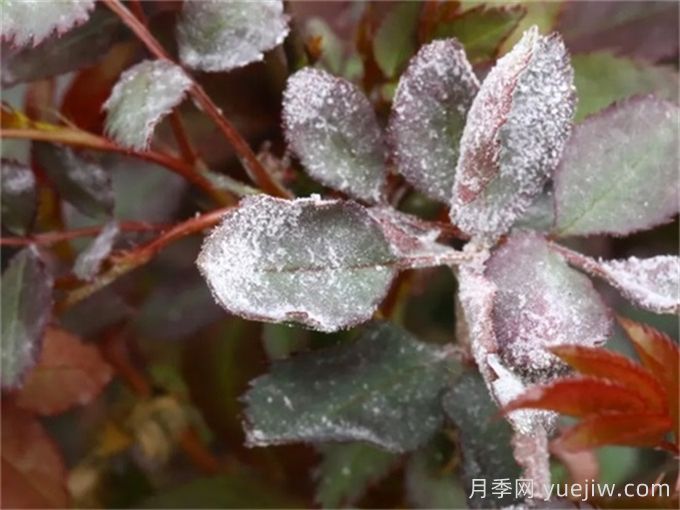 月季产生白粉病？给你支招解决(图1)