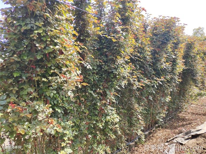 月季花移栽后僵苗的原因及应对措施(图1) 月季花移栽后僵苗的原因及应对措施(图1)