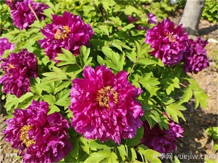 夏季遮阳可防牡丹叶部病害(图1) 夏季遮阳可防牡丹叶部病害(图1)