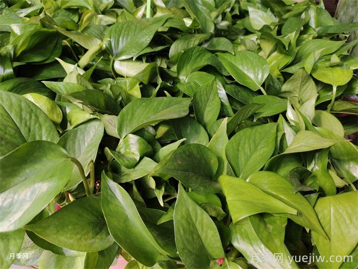 不需要阳光的室内植物有哪些？(图1)