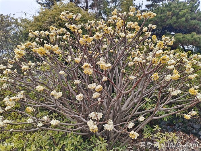 15种常见先花后叶植物汇总(图3)