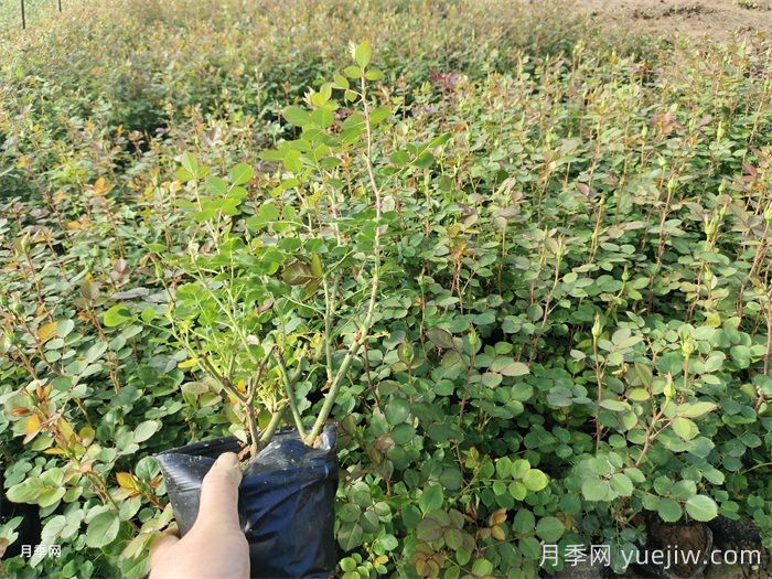 四月份苗圃管理措施和园林养护措施(图1)