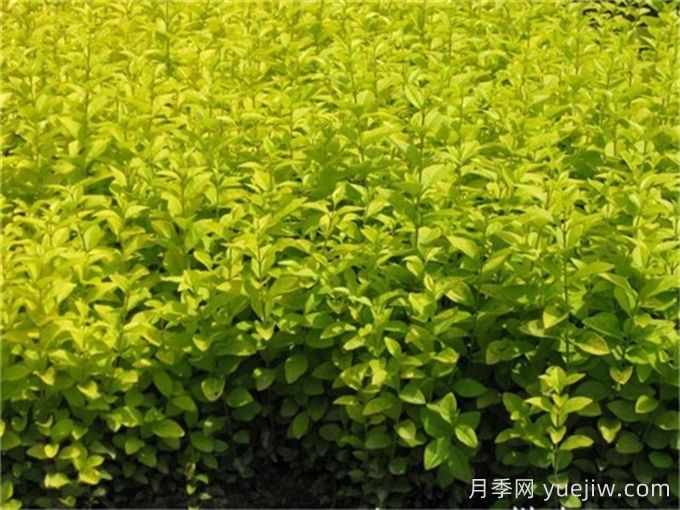 金叶女贞和金森女贞有什么区别？(图1)