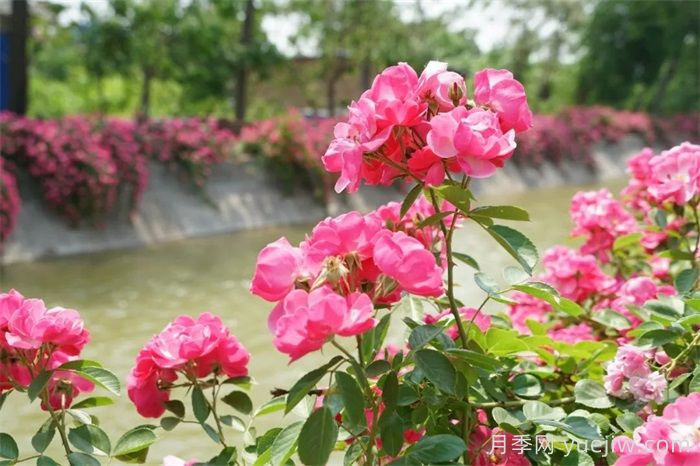 暮春初夏,咸阳泾阳蔷薇花盛放(图2) 暮春初夏,咸阳泾阳蔷薇花盛放(图2)
