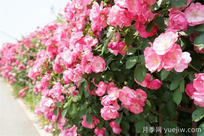 暮春初夏,咸阳泾阳蔷薇花盛放(图3) 暮春初夏,咸阳泾阳蔷薇花盛放(图3)