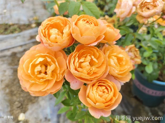 五款经典月季，打造都市阳台微月花园(图1)