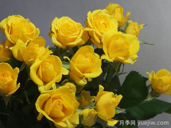 不辞而别月季/未能告别(图1)