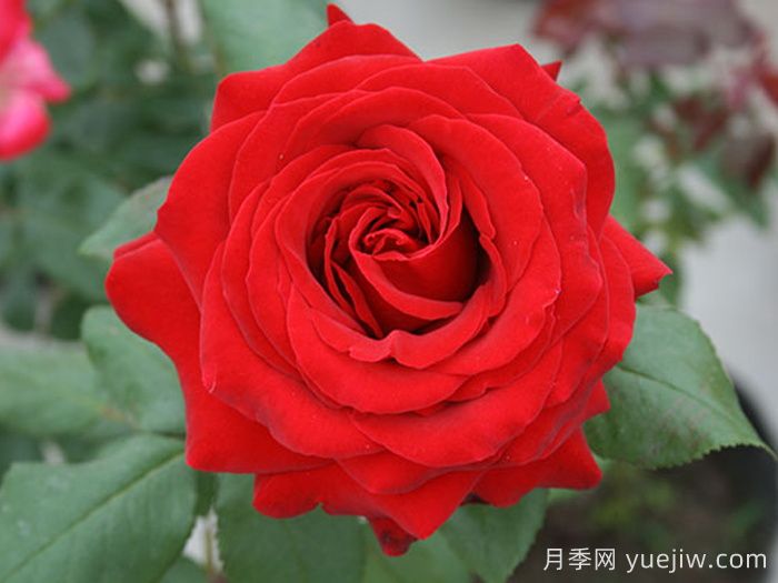 月季大神会集齐10种颜色的月季花品种(图1)