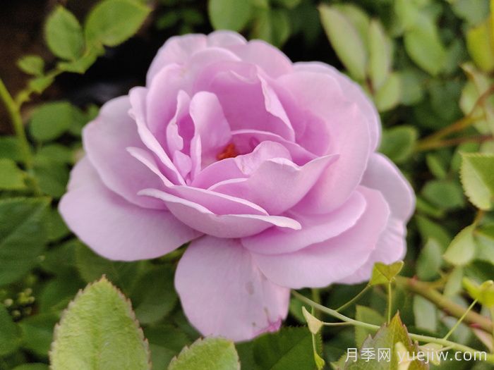 月季大神会集齐10种颜色的月季花品种(图5)