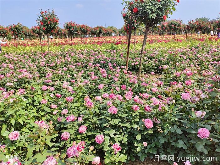 河南南阳：香飘中国月季之乡 美丽盆地花海如潮(图1)