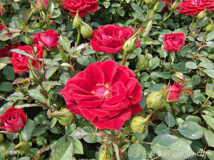 月季花的传说(图1)