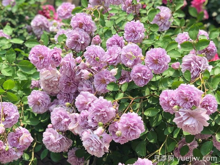 国庆必买的5款爆火月季,勤花好看耐开(图2) 国庆节必买的5款爆火月季,勤花好看耐开(图2)