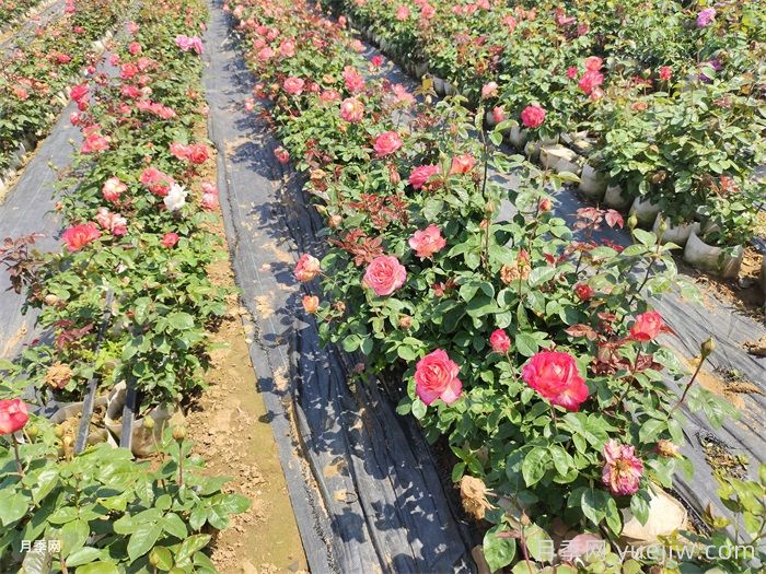 月季花养护要点(图1)