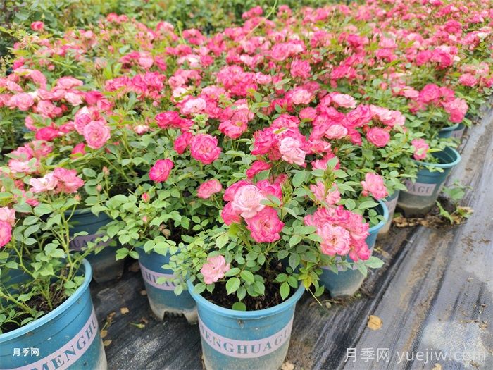 对月季花卉生长影响的常见9种营养元素(图1) 对月季花卉生长影响的常见9种营养元素(图1)