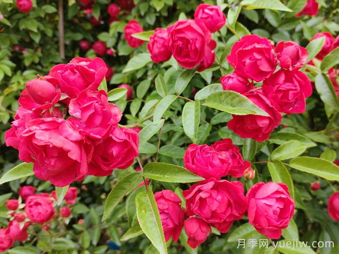 红木香花是不是月季花?(图1) 红木香花是不是月季花?(图1)