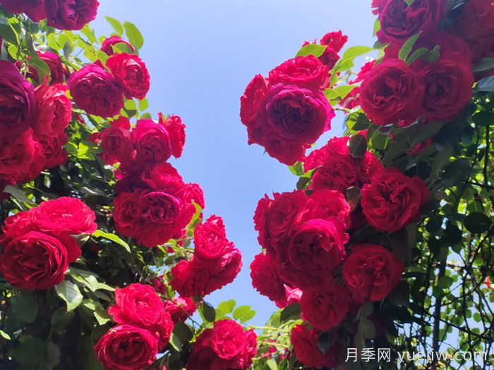 南通市花是什么?南通市花是月季(图1) 南通市花是什么?南通市花是月季(图1)