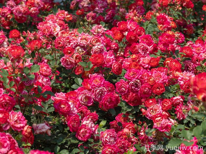 西子婉约月季介绍和优缺点(图2)